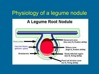 Nodulation Process Rhizobium | PPT