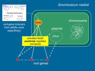 Nodulation Process Rhizobium | PPT