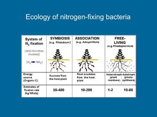 Nodulation Process Rhizobium | PPT