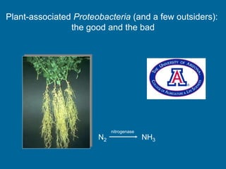 Plant-associated Proteobacteria (and a few outsiders):
the good and the bad
N2 NH3
nitrogenase
 