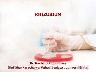 RHIZOBIUM
Dr. Rachana Choudhary
Shri Shankaracharya Mahavidyalaya , Junwani Bhilai
 