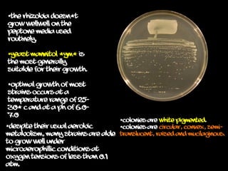 The rhizobia doesn’t
grow wellwell on the
peptone media used
routinely.
Yeast mannitol (YM) is
the most generally
suitable for their growth.
Optimal growth of most
strains occurs at a
temperature range of 25-
30° C and at a pH of 6.0-
7.0
Colonies are white pigmented.
Colonies are circular, convex, semi-
translucent, raised and mucilaginous.
Despite their usual aerobic
metabolism, many strains are able
to grow well under
microaerophillic conditions at
oxygen tensions of less than 0.1
atm.
 
