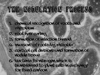 Nodulation Process Rhizobium Microbiology Science Learning Educative Presentation | PDF