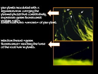Pea plants inoculated with R.
leguminosarum carrying the
plasmid pHC60 that constitutively
expresses green fluorescenst
protein (GFP).
Curled root hairs (arrows) of pea plant.
Infection thread (green
fluorescence) reaching the base
of the root hair in plants.
 