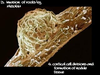 Nodulation Process Rhizobium Microbiology Science Learning Educative Presentation | PDF