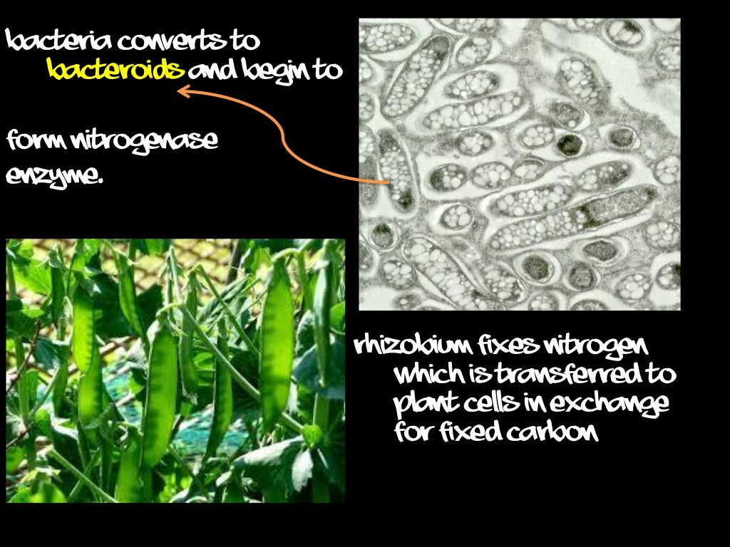 номер вещества которое способны фиксировать бактерии rhizobium. ризобиум бактерия. строение азотобактера. номер вещества которое способны фиксировать бактерии rhizobium. описать следующие колонии микробов.