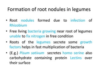 Formation of root nodules in legumes
• Root nodules formed due to infection of
Rhizobium
• Free living bacteria growing near root of legumes
unable to fix nitrogen in free condition
• Roots of the legumes secrete some growth
factors helps in fast multiplication of bacteria
• (E.g.) Pisum sativum secretes homo serine also
carbohydrate containing protein Lectins over
their surface
 