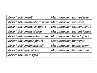Mesorhizobium loti Mesorhizobium shangrilense
Mesorhizobium mediterraneum Mesorhizobium shonense
Mesorhizobium metallidurans Mesorhizobium silamurunense
Mesorhizobium muleiense Mesorhizobium septentrionale
Mesorhizobium opportunistum Mesorhizobium tamadayense
Mesorhizobium plurifarium Mesorhizobium tarimense
Mesorhizobium qingshengii Mesorhizobium temperatum
Mesorhizobium robiniae Mesorhizobium tianshanense
Mesorhizobium sangaii
 