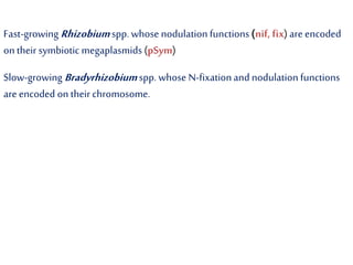 Fast-growing Rhizobium spp. whose nodulation functions(nif, fix) are encoded
on their symbiotic megaplasmids (pSym)
Slow-growing Bradyrhizobium spp. whose N-fixationand nodulation functions
are encoded on their chromosome.
 