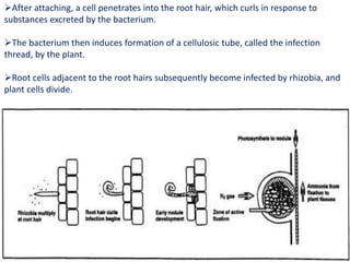 After attaching, a cell penetrates into the root hair, which curls in response to
substances excreted by the bacterium.
The bacterium then induces formation of a cellulosic tube, called the infection
thread, by the plant.
Root cells adjacent to the root hairs subsequently become infected by rhizobia, and
plant cells divide.
Continued plant cell division forms the tumor -like nodule.
 