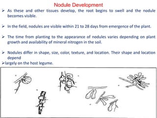 Nodule Development
 As these and other tissues develop, the root begins to swell and the nodule
becomes visible.
 In the field, nodules are visible within 21 to 28 days from emergence of the plant.
 The time from planting to the appearance of nodules varies depending on plant
growth and availability of mineral nitrogen in the soil.
 Nodules differ in shape, size, color, texture, and location. Their shape and location
depend
largely on the host legume.
 
