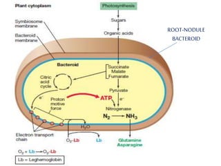 ROOT-NODULE
BACTEROID
 