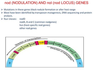 nod (NODULATION) AND nol (nod LOCUS) GENES
 Mutations in these genes block nodule formation or alter host range
 Most have been identified by transposon mutagenesis, DNA sequencing and protein
analysis.
 four classes: nodD
nodA, B and C (common nodgenes)
hsn (host-specific nod genes)
other nod genes
 