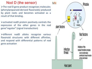 Nod D (the sensor)
The nod D gene product recognizes molecules
(phenylpropanoid-derived flavonoids) produced
by plant roots and becomes activated as a
result of that binding.
activated nodD protein positively controls the
expression of the other genes in the nod
gene“regulon” (signal transduction)
different nodD alleles recognize various
flavonoid structures with different affinities,
and respond with differential patterns of nod
gene activation
 