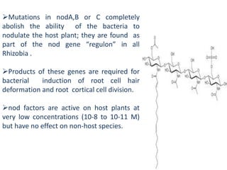 Mutations in nodA,B or C completely
abolish the ability of the bacteria to
nodulate the host plant; they are found as
part of the nod gene “regulon” in all
Rhizobia .
Products of these genes are required for
bacterial induction of root cell hair
deformation and root cortical cell division.
nod factors are active on host plants at
very low concentrations (10-8 to 10-11 M)
but have no effect on non-host species.
 