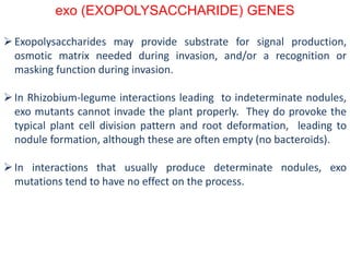 exo (EXOPOLYSACCHARIDE) GENES
Exopolysaccharides may provide substrate for signal production,
osmotic matrix needed during invasion, and/or a recognition or
masking function during invasion.
In Rhizobium-legume interactions leading to indeterminate nodules,
exo mutants cannot invade the plant properly. They do provoke the
typical plant cell division pattern and root deformation, leading to
nodule formation, although these are often empty (no bacteroids).
In interactions that usually produce determinate nodules, exo
mutations tend to have no effect on the process.
 