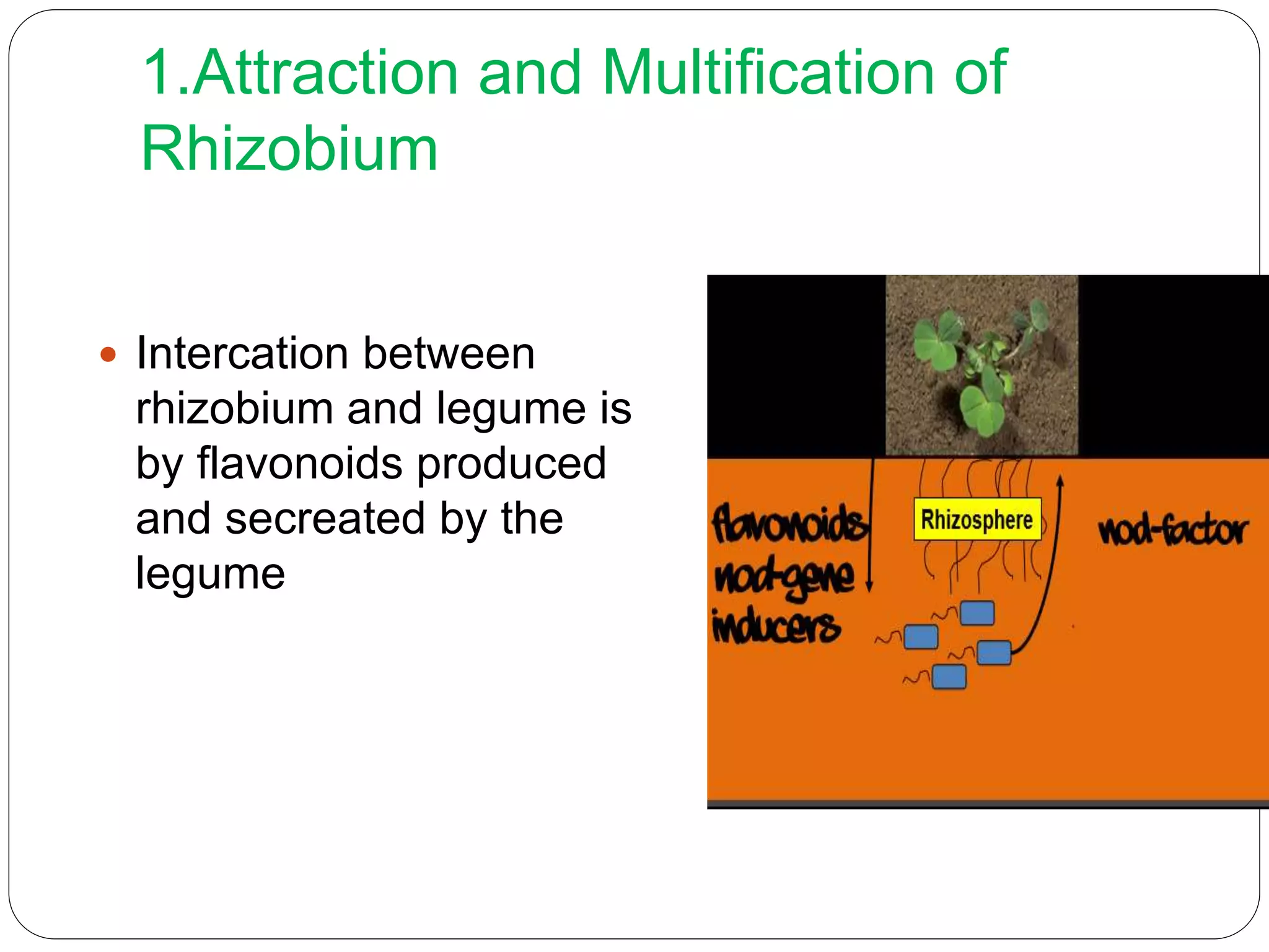 Rhizobium ppt
