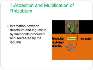 1.Attraction and Multification of
Rhizobium
 Intercation between
rhizobium and legume is
by flavonoids produced
and secreated by the
legume
 