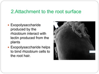 2.Attachment to the root surface
 Exopolysaccharide
produced by the
rhizobium interact with
lectin produced from the
plants
 Exopolysaccharide helps
to bind rhizobium cells to
the root hair.
 