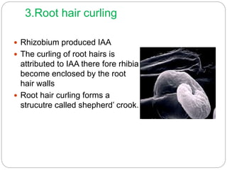 3.Root hair curling
 Rhizobium produced IAA
 The curling of root hairs is
attributed to IAA there fore rhibia
become enclosed by the root
hair walls
 Root hair curling forms a
strucutre called shepherd’ crook.
 