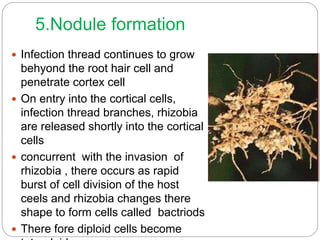 5.Nodule formation
 Infection thread continues to grow
behyond the root hair cell and
penetrate cortex cell
 On entry into the cortical cells,
infection thread branches, rhizobia
are released shortly into the cortical
cells
 concurrent with the invasion of
rhizobia , there occurs as rapid
burst of cell division of the host
ceels and rhizobia changes there
shape to form cells called bactriods
 There fore diploid cells become
 