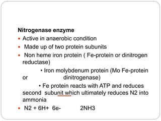 Nitrogenase enzyme
 Active in anaerobic condition
 Made up of two protein subunits
 Non heme iron protein ( Fe-protein or dinitrogen
reductase)
• Iron molybdenum protein (Mo Fe-protein
or dinitrogenase)
• Fe protein reacts with ATP and reduces
second subunit which ultimately reduces N2 into
ammonia
 N2 + 6H+ 6e- 2NH3
 