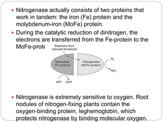  Nitrogenase actually consists of two proteins that
work in tandem: the iron (Fe) protein and the
molybdenum-iron (MoFe) protein.
 During the catalytic reduction of dinitrogen, the
electrons are transferred from the Fe-protein to the
MoFe-protein.
 Nitrogenase is extremely sensitive to oxygen. Root
nodules of nitrogen‐fixing plants contain the
oxygen‐binding protein, leghemoglobin, which
protects nitrogenase by binding molecular oxygen.
 