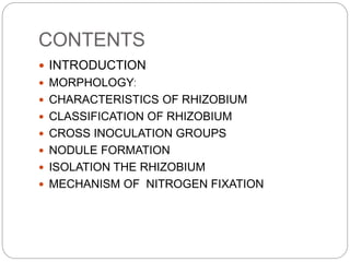CONTENTS
 INTRODUCTION
 MORPHOLOGY:
 CHARACTERISTICS OF RHIZOBIUM
 CLASSIFICATION OF RHIZOBIUM
 CROSS INOCULATION GROUPS
 NODULE FORMATION
 ISOLATION THE RHIZOBIUM
 MECHANISM OF NITROGEN FIXATION
 