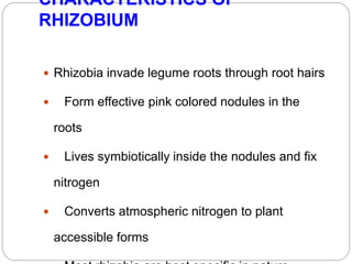 CHARACTERISTICS OF
RHIZOBIUM
 Rhizobia invade legume roots through root hairs
 Form effective pink colored nodules in the
roots
 Lives symbiotically inside the nodules and fix
nitrogen
 Converts atmospheric nitrogen to plant
accessible forms
 