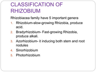 CLASSIFICATION OF
RHIZOBIUM
Rhizobiacea family have 5 important genera
1. Rhizobium-slow-growing Rhizobia, produce
acid.
2. Bradyrhizobium- Fast-growing Rhizobia,
produce alkali.
3. Azorhizobium- it inducing both stem and root
nodules
4. Sinorhizobium
5. Photorhizobium
 