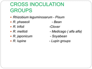 CROSS INOCULATION
GROUPS
 Rhizobium leguminosarum - Pisum
 R. phaseoli - Bean
 R. trifoli -Clover
 R. meliloti - Medicago ( alfa alfa)
 R. japonicum - Soyabean
 R. lupine - Lupin groups
 