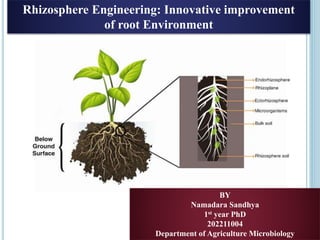 Rhizosphere Engineering: Innovative improvement
of root Environment
BY
Namadara Sandhya
1st year PhD
202211004
Department of Agriculture Microbiology
 
