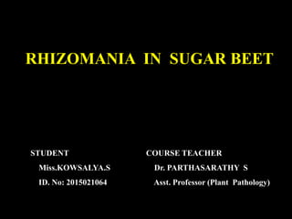 RHIZOMANIA IN SUGAR BEET
STUDENT
Miss.KOWSALYA.S
ID. No: 2015021064
COURSE TEACHER
Dr. PARTHASARATHY S
Asst. Professor (Plant Pathology)
 