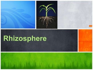 Rhizosphere
 
