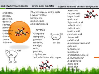 carbohydrates compounds
arabinose,
glucose,
galactose,
fructose,
sucrose,
pentose,
rhamnose,
raffinose,
ribose,
xylose
mannitol
amino acids exudates
20 proteinogenic amino acids
l-hydroxyproline
homoserine
mugineic acid
aminobutyric acid
organic acids and phenolic compounds
Acetic acid
succinic acid
lasparticacid
malic acid
l-glutamic acid
salicylic acid
shikimic acid
isocitric acid
chorismic acid
sinapic acid
caffeic acid
p-hydroxybenzoic acid
gallic acid
tartaric acid
ferulic acid
protocatacheuic acid
p-coumaric acid
mugineic acid
oxalic acid
citric acid
piscidic acid
flavonols
Naringenin,
kaempferol,
quercitin,
myricetin,
naringin,
rutin,
genistein,
strigolactone
their substitutes with sugars
 