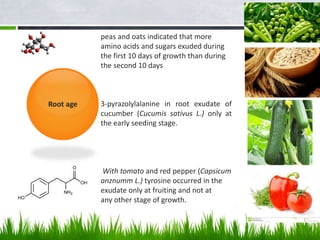Root age
peas and oats indicated that more
amino acids and sugars exuded during
the first 10 days of growth than during
the second 10 days
3-pyrazolylalanine in root exudate of
cucumber (Cucumis sativus L.) only at
the early seeding stage.
With tomato and red pepper (Capsicum
anznumm L.) tyrosine occurred in the
exudate only at fruiting and not at
any other stage of growth.
 