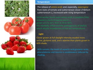 Temperature
The release of amino acids and, especially, asparagine
from roots of tomato and subterranean clover (Trifolium
subterraneum L.) increased with rising temperature
Some worker found more amino acids in exudates from
strawberry plants (Fragatia vesca L.)
grown at 5 to 10°C than at 20 to 30°C;
this markedly influenced the pathogenicity of (italics)
which attacks strawberries at low soil temperatures
Light
Clover grown at full daylight intensity exuded more
serine, glutamic acid, and c-alanine than plants grown in
60% shade.
With tomato, the levels of aspartic acid,glutamic acids,
phenylalanine and leucine in exudatewere reduced by
shading.
 