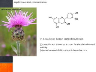 negative root-root communication
Centaurea maculosa
(+-)-catechin as the root-secreted phytotoxin
(-)-catechin was shown to account for the allelochemical
activity
(+)-catechin was inhibitory to soil-borne bacteria
 