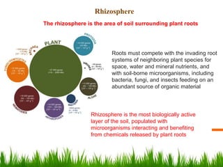 Roots must compete with the invading root
systems of neighboring plant species for
space, water and mineral nutrients, and
with soil-borne microorganisms, including
bacteria, fungi, and insects feeding on an
abundant source of organic material
The rhizosphere is the area of soil surrounding plant roots
Rhizosphere is the most biologically active
layer of the soil, populated with
microorganisms interacting and benefiting
from chemicals released by plant roots
Rhizosphere
 