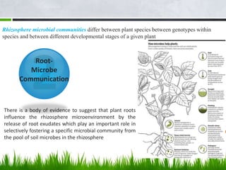 Root-
Microbe
Communication
Rhizosphere microbial communities differ between plant species between genotypes within
species and between different developmental stages of a given plant
There is a body of evidence to suggest that plant roots
influence the rhizosphere microenvironment by the
release of root exudates which play an important role in
selectively fostering a specific microbial community from
the pool of soil microbes in the rhizosphere
 