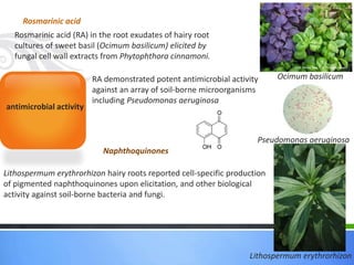 antimicrobial activity
Rosmarinic acid
Rosmarinic acid (RA) in the root exudates of hairy root
cultures of sweet basil (Ocimum basilicum) elicited by
fungal cell wall extracts from Phytophthora cinnamoni.
RA demonstrated potent antimicrobial activity
against an array of soil-borne microorganisms
including Pseudomonas aeruginosa
Naphthoquinones
Lithospermum erythrorhizon hairy roots reported cell-specific production
of pigmented naphthoquinones upon elicitation, and other biological
activity against soil-borne bacteria and fungi.
Pseudomonas aeruginosa
Ocimum basilicum
Lithospermum erythrorhizon
 