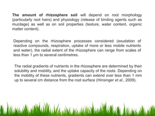 The radial gradients of nutrients in the rhizosphere are determined by their
solubility and mobility, and the uptake capacity of the roots. Depending on
the mobility of these nutrients, gradients can extend over less than 1 mm
up to several cm distance from the root surface (Hinsinger et al., 2009).
The amount of rhizosphere soil will depend on root morphology
(particularly root hairs) and physiology (release of binding agents such as
mucilage) as well as on soil properties (texture, water content, organic
matter content).
Depending on the rhizosphere processes considered (exudation of
reactive compounds, respiration, uptake of more or less mobile nutrients
and water), the radial extent of the rhizosphere can range from scales of
less than 1 μm to several centimetres.
 
