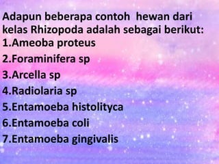 Adapun beberapa contoh hewan dari
kelas Rhizopoda adalah sebagai berikut:
1.Ameoba proteus
2.Foraminifera sp
3.Arcella sp
4.Radiolaria sp
5.Entamoeba histolityca
6.Entamoeba coli
7.Entamoeba gingivalis
 