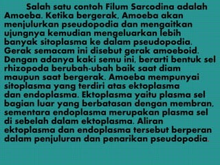 Salah satu contoh Filum Sarcodina adalah
Amoeba. Ketika bergerak, Amoeba akan
menjulurkan pseudopodia dan mengaitkan
ujungnya kemudian mengeluarkan lebih
banyak sitoplasma ke dalam pseudopodia.
Gerak semacam ini disebut gerak amoeboid.
Dengan adanya kaki semu ini, berarti bentuk sel
rhizopoda berubah-ubah baik saat diam
maupun saat bergerak. Amoeba mempunyai
sitoplasma yang terdiri atas ektoplasma
dan endoplasma. Ektoplasma yaitu plasma sel
bagian luar yang berbatasan dengan membran,
sementara endoplasma merupakan plasma sel
di sebelah dalam ektoplasma. Aliran
ektoplasma dan endoplasma tersebut berperan
dalam penjuluran dan penarikan pseudopodia.
 