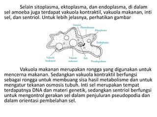 Selain sitoplasma, ektoplasma, dan endoplasma, di dalam
sel amoeba juga terdapat vakuola kontraktil, vakuola makanan, inti
sel, dan sentriol. Untuk lebih jelasnya, perhatikan gambar
Vakuola makanan merupakan rongga yang digunakan untuk
mencerna makanan. Sedangkan vakuola kontraktil berfungsi
sebagai rongga untuk membuang sisa hasil metabolisme dan untuk
mengatur tekanan osmosis tubuh. Inti sel merupakan tempat
terdapatnya DNA dan materi genetik, sedangkan sentriol berfungsi
untuk mengontrol gerakan sel dalam penjuluran pseudopodia dan
dalam orientasi pembelahan sel.
 