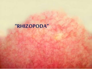 “RHIZOPODA”
 