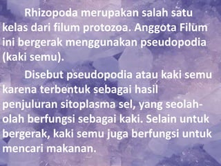 Rhizopoda merupakan salah satu
kelas dari filum protozoa. Anggota Filum
ini bergerak menggunakan pseudopodia
(kaki semu).
Disebut pseudopodia atau kaki semu
karena terbentuk sebagai hasil
penjuluran sitoplasma sel, yang seolah-
olah berfungsi sebagai kaki. Selain untuk
bergerak, kaki semu juga berfungsi untuk
mencari makanan.
 