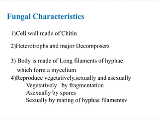 Rhizopus, Characteristics, Species & Uses