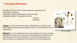 Morphology and Reproductive Biology of Rhizopus Fungus | PPTX
