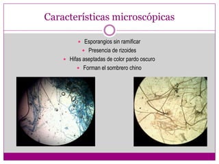 Características microscópicas

           Esporangios sin ramificar
            Presencia de rizoides
     Hifas aseptadas de color pardo oscuro
          Forman el sombrero chino
 